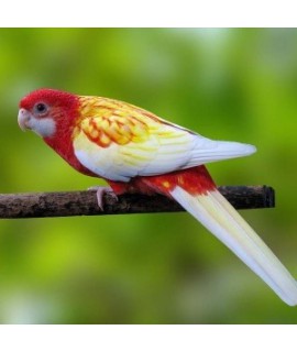 Eastern Rosella rubino (Platycercus eximius rubin..